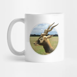 Blackbuck Mug